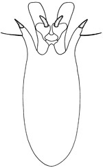 dactyloides